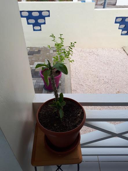 Apartamento The Lush Willemstad Exterior foto